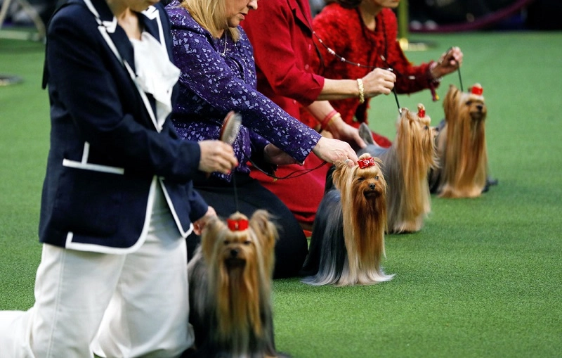 ნიუ იორკში ძაღლების Westminster Kennel Club-ის შოუ გაიმართა