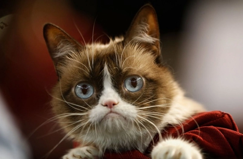 ცნობილი კატა Grumpy Cat-ი მოკვდა   