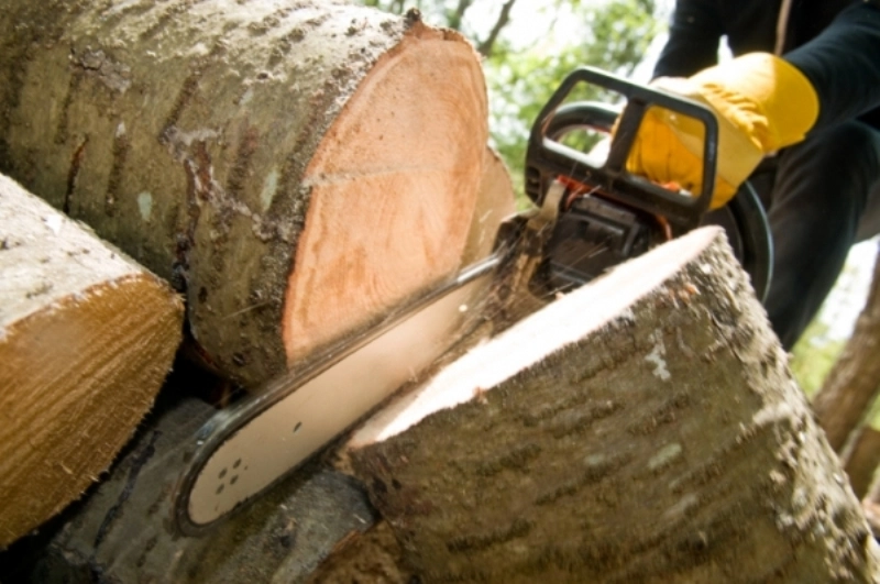 მთავრობამ „წითელი ნუსხის“ 741 ძირი ხის მოჭრის ნებართვა გასცა