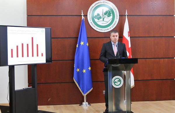 რაჭაში რთველი იწყება