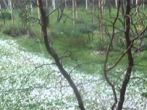 ძლიერი სეტყვა შიდა ქართლში - ადგილობრივებს მოსავალი გაუნადგურდათ