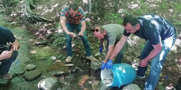 მდინარე ალგეთი საქართველოს წითელი ნუსხის სახეობის, ნაკადულის კალმახის ლიფსიტით გათევზიანდა