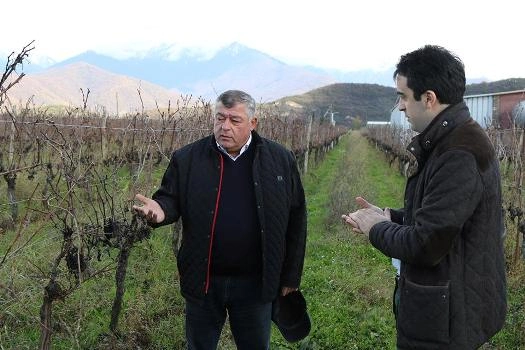 კახელ ფერმერებს სეტყვის შედეგად მიყენებული ზარალი აუნაზღაურდათ