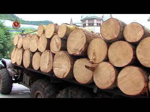  შსს-მ ხაშურში ხე-ბუჩქნარის უკანონოდ გაჩეხვის ფაქტი გამოავლინა