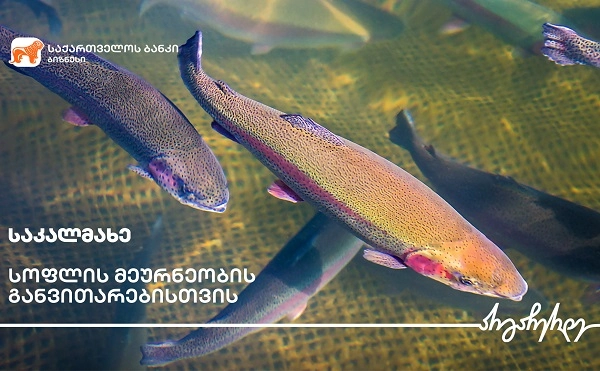 საქართველოს ბანკის მხარდაჭერით გორში საკალმახე მეურნეობა გაფართოვდა