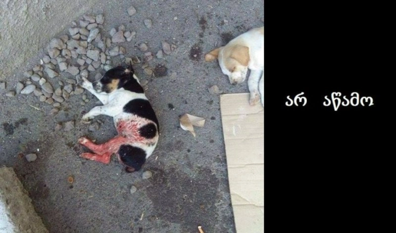 ცხოველის წამების მე-5 ფაქტი რუსთავში - ,,ლეკვს ფეხები დააჭრეს და პატრონს კარებთან მიუგდეს''