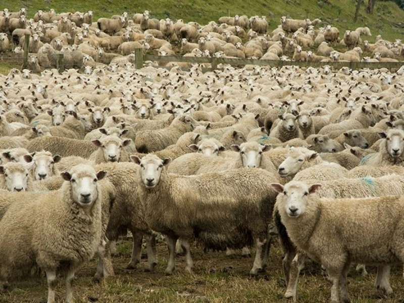 სოფელ ფერსაში 145 სული ცხვარი დაიხოცა