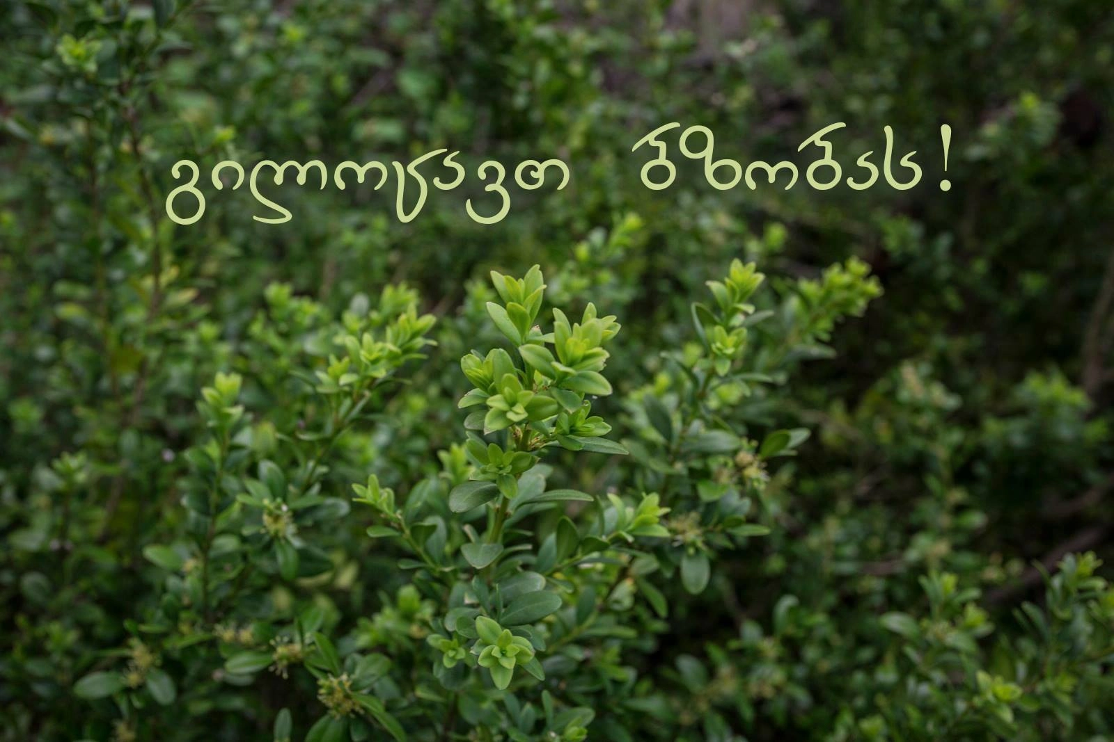  დღეს ბზობაა
