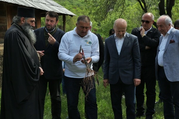 ეთნოგრაფიულ მუზეუმში ვაზის უნიკალური ჯიშები გაშენდა